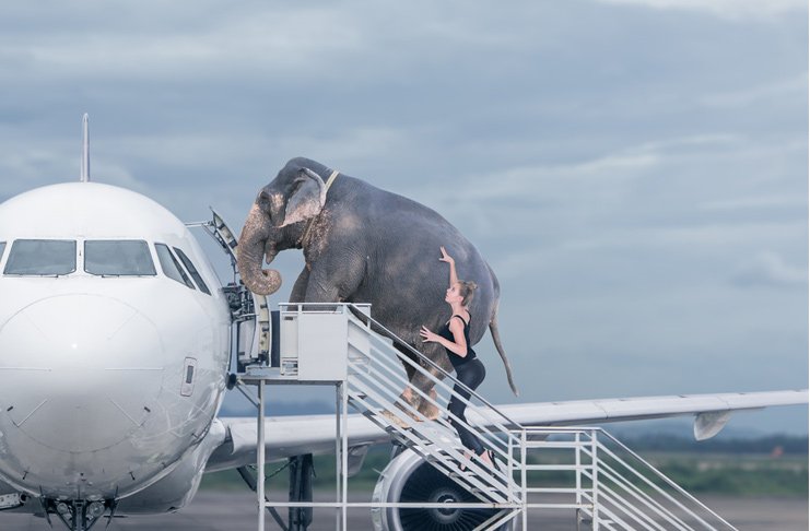 fil təyyarəyə qalxır